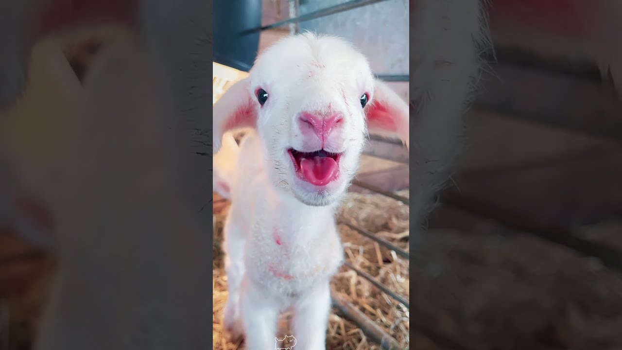 Little Goat Is Very Dramatic Goats Goatsoftiktok Funnyvideo Funnypets