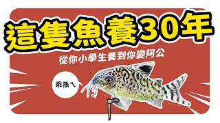 魔鬼藏在細節裡讓魚隻延長3倍壽命的養魚法 It’s not your fault that you can’t keep fish and shrimp alive.