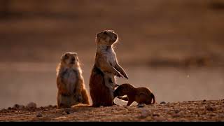 Prairie dog puppies: Nature's most Adorable & Endearing Creatures by Familiarity With Animals (FWA) 522 views 1 month ago 4 minutes, 41 seconds