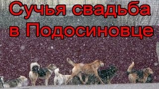 Собачья свадьба в Подосиновце