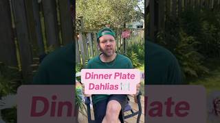 Download Lagu Dinner plate dahlias #dahlias MP3 Download Lagu Dinner plate dahlias #dahlias MP3