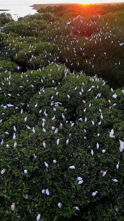 Nature Videography, Swan....हंस (Swan) अनैटिडाए कुल के जलपक्षियों के सिग्नस (Cygnus) वंश के पक्षी