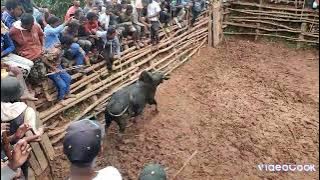 SAVIKA: ANDRARAGNINA IMADY AMBOSITRA MADAGASCAR