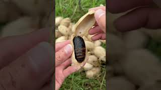 Silkworm chrysalis grew on the tree | Chinese Mountain Forest Life and Food #Moo Tik Tok#FYP