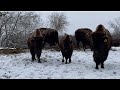 Day in the Life of a Working Bison Ranch