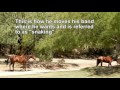Salt River Wild Horses-  Where is the baby?