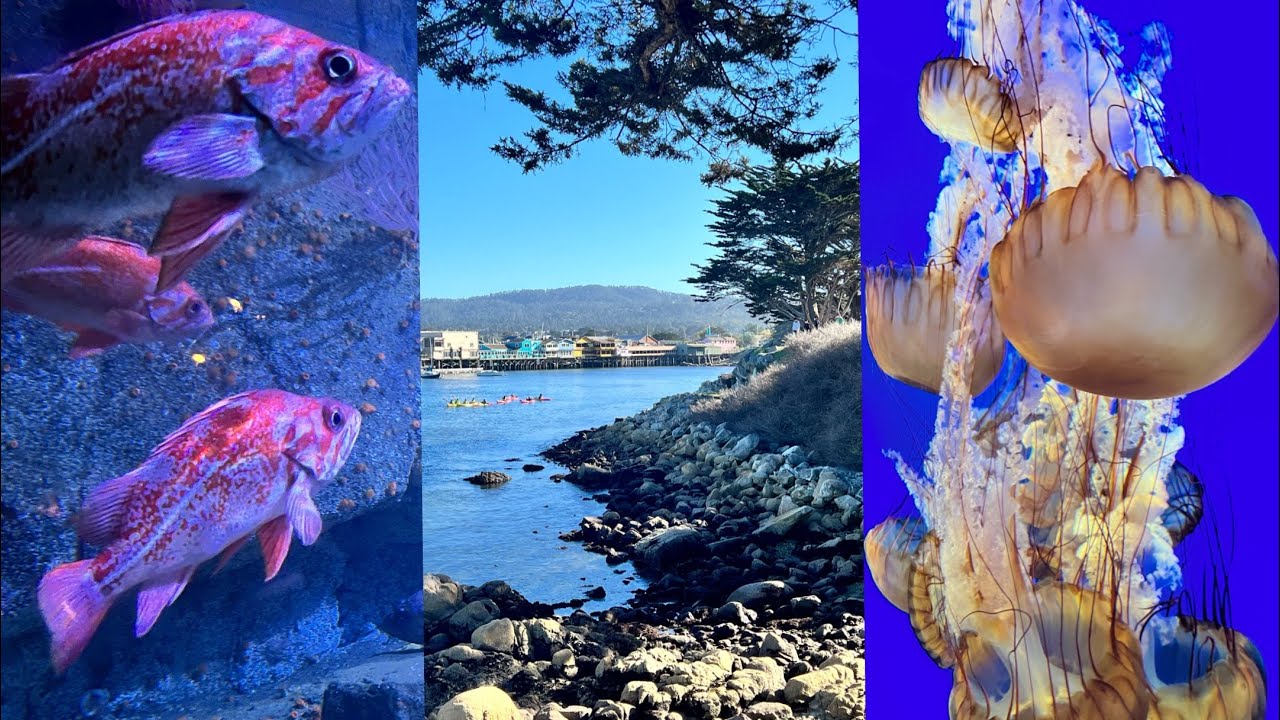 VISITING THE BEST AQUARIUM IN CALIFORNIA !!! 🌊🐠 YouTube