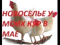 НОВОСЕЛЬЕ У МОИХ КУР -Наступил МАЙ