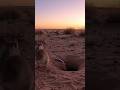 Honey Badger vs Black Mamba…Desert Fight Shocks All! 허니배저 vs 블랙맘바…사막 싸움 충격! ハニーバジャー vs ブラックマンバ…砂漠戦驚愕
