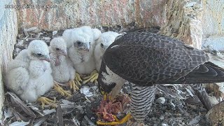 Osaka Peregrine Falcons/2024-04-30/ 4th feeding