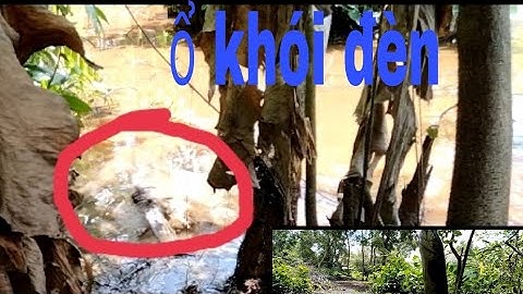 câu cá lóc bằng vịt con. lại thêm một ổ khói đèn