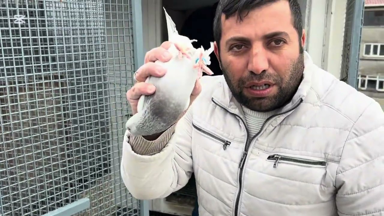 Nerdeyiz kalitenin dibi ergün besli abimin kümesindeyiz alan kuş sahibi olur öz damızlık kuşlar 