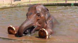 Bai Toey And Mai Thai A Beautiful New Friendship - Elephantnews