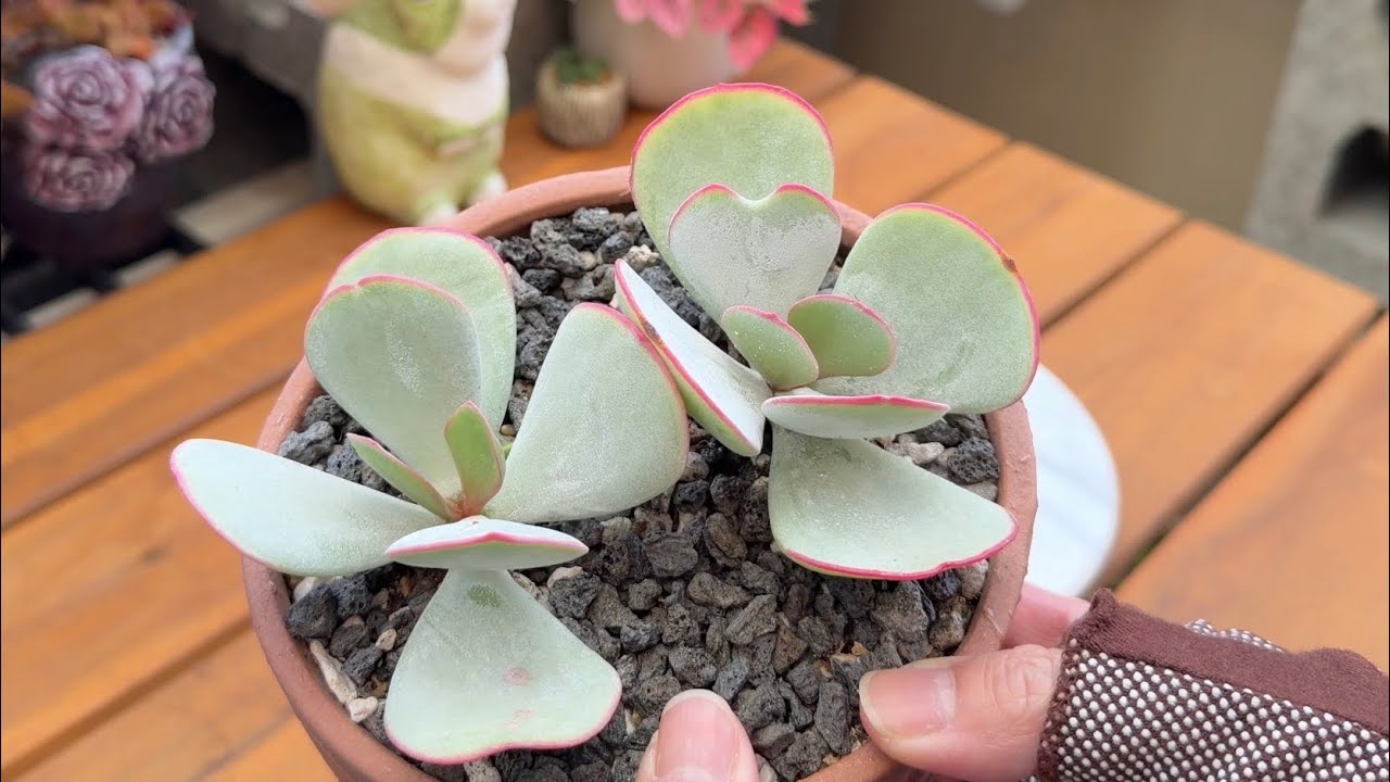 多肉植物會讓人想念呢！ 白眉 小松綠 薄葉三仙 唐印三出葉 桃之卵