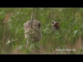 Beutelmeise (Remiz pendulinus) beim Nestbau, Penduline Tit building a nest