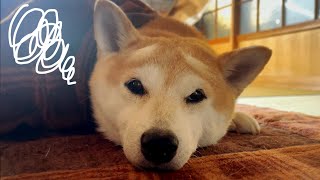 困った顔が可愛すぎる柴犬　Shiba Inu with a troubled face