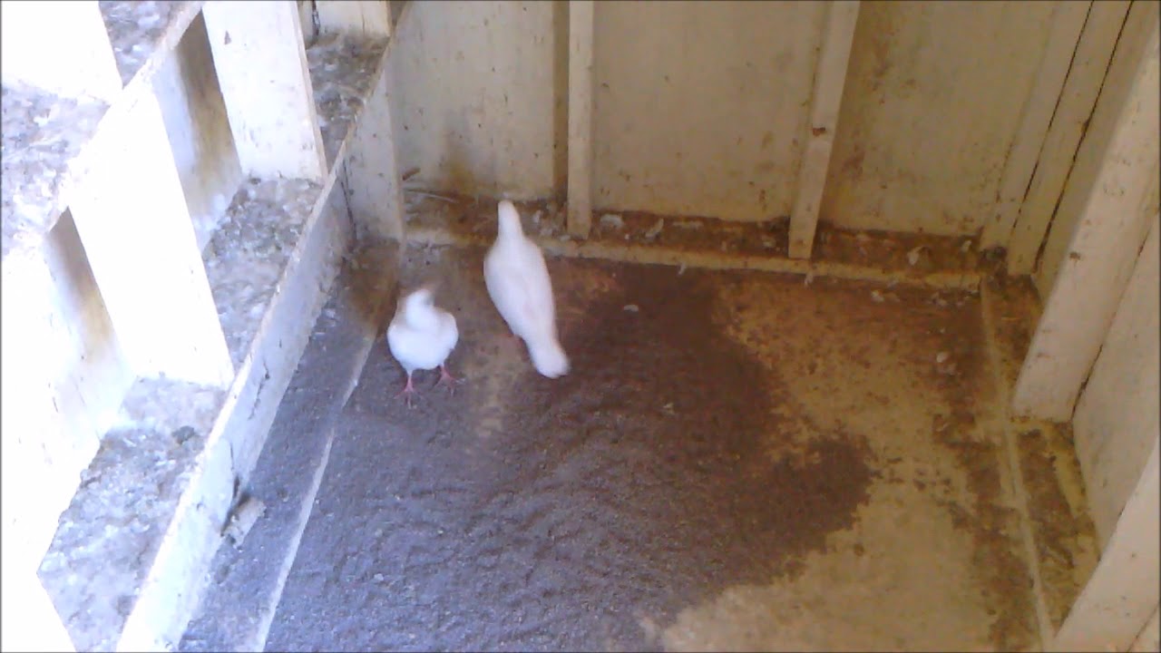 white pigeons FOR SALE (SOLD) YouTube