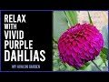 Relax with vivid purple dahlias  my avalon garden