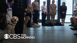 How service dogs play a vital role in rehabilitating veterans