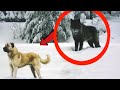 Wolf attacks a Kangal!!!