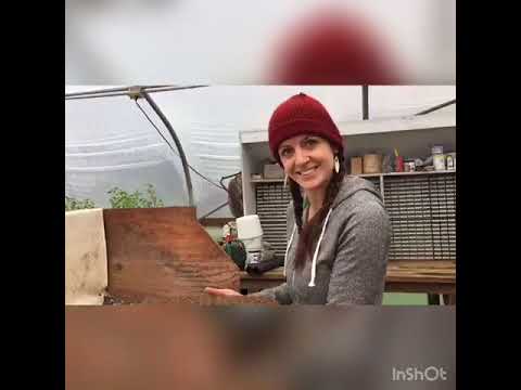 Video: Rastliny korzickej mäty – pestovanie korzickej mäty v záhradách