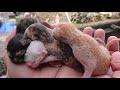 【保護猫】※視聴注意　５匹の生後１日の子猫がゴミ袋に入れられてゴミステーションに遺棄されていました＃43