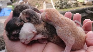 【Rescued kittens※Warning Five 1-day-old kittens were put in bags, abandoned at the garbage station