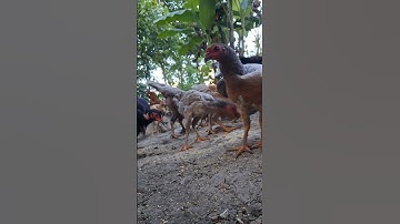 cho gà ăn uống vui vẻ quá.pub qaib lom zem heev li nawb