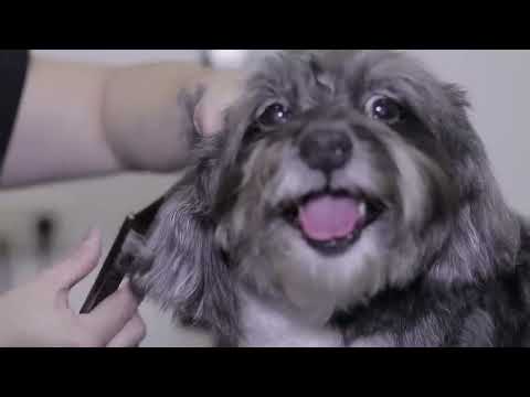 Vídeo: Como girar o cabelo do cachorro: ferramentas e métodos em casa
