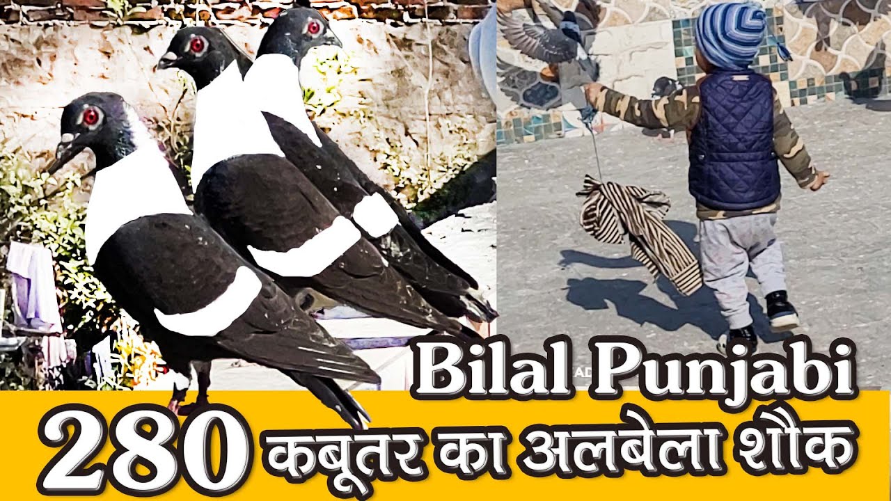 Bilal Punjabi K 280 Kabutar Ka Lajawab Shok Rakab Se | Pigeon Race | Delhi Ki Kabutar Bazi