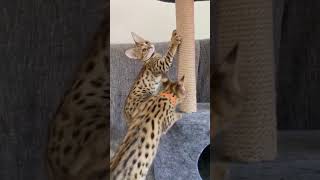 Savannah Cats F1 for sale