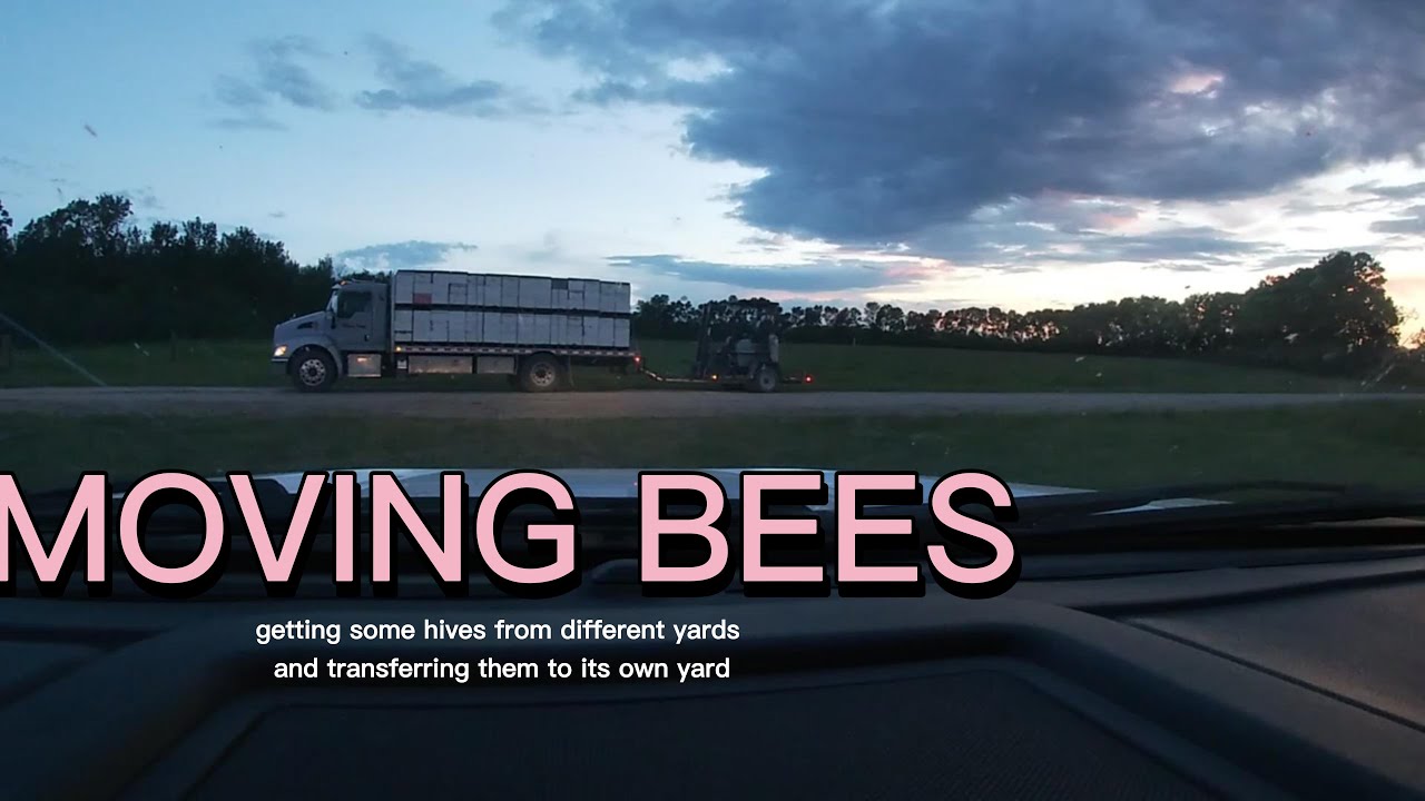 moving bees YouTube