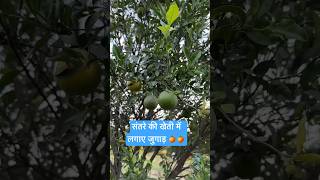 🍊🍊संतरे की खेती में इस जुगाड़ से नहीं होगा नुक़सान 👍#orangefarming #orangefarm