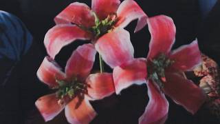 How to make paper lilies at home 🤍 | easy DIY paper flowers.