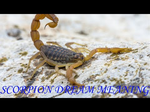 Scorpion Dream Meaning