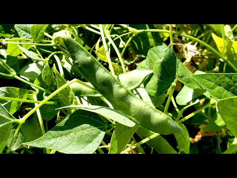 Wideo: Fasola Tepary – Jak sadzić fasolę Tepary w ogrodzie