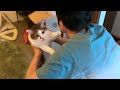 「降ろしちゃいやー！」筋肉ムキムキの腕で必死にしがみつく猫