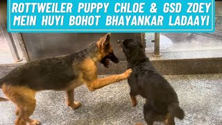 Rottweiler Puppy Chloe & German Shoeherd Zoey Mein Huyi Bhayankar Ladaayi : Who Is More Powerful?