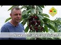 Nowe odmiany czereśni [część 3/3] - New varieties of cherries [part 3/3]