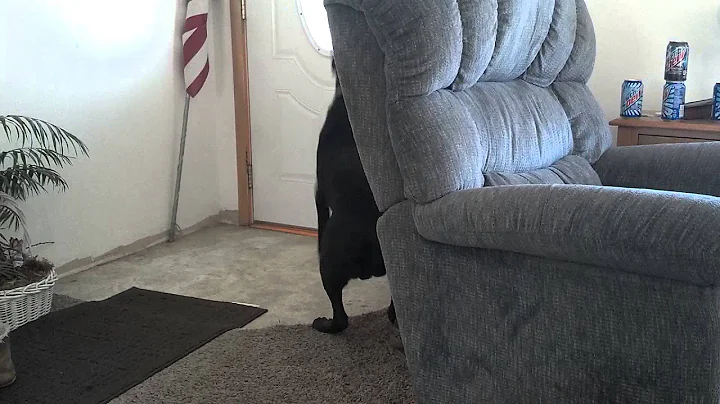 Benelli waiting for Cody to come home for a visit!