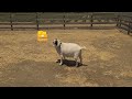 Funny Video. Smart Goats Do Scratch.