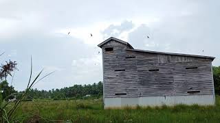 Download Mp3 SP PASUKAN LANGIT MEMANG JOS RESPON GILA DI SERBU BURUNG WALET DATANG DARI KAYANGAN Gudang lagu Download Mp3 SP PASUKAN LANGIT MEMANG JOS RESPON GILA DI SERBU BURUNG WALET DATANG DARI KAYANGAN
