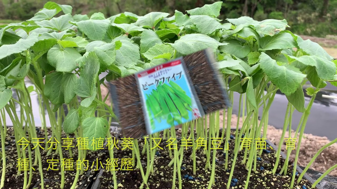 種植 14 秋葵 羊角豆育苗 育種 定植簡單方法 Youtube