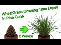 Wheatgrass Growing Time Lapse in Pine Cone (time lapse plant growing).