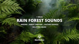 HIGH QUALITY || RAIN FOREST || SOUNDS || RELAXING MUSIC || EXOTIC BIRDS CHIRPING screenshot 4