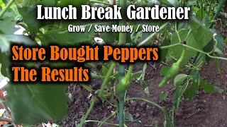 I Saved The Seeds From Store Bought Peppers - Was It Worth It? | Lunch Break VLOG #40