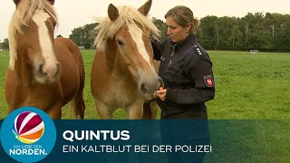 Quintus - Ein Kaltblut bei der Polizei