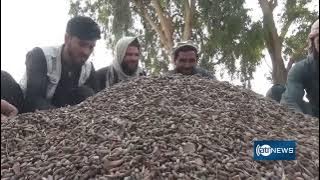 Pine nut yields rise in Nangarhar province | حاصلات جلغوزه سیاه در ننگرهار افزایش یافته است
