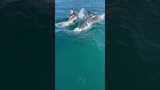 Dolphins Swim Alongside Jet Ski