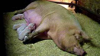 Babe the Large White Sow and her piglets at Abbey Farm. by followhounds 26,286 views 14 years ago 32 seconds